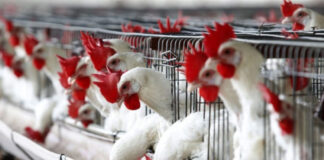 Французька компанія BAYLE — надійний постачальник обладнання для переробки птиці